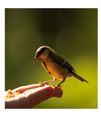Small Bird Wallpaper Mobile Case Cover Small Bird Wallpaper Mobile Case Cover