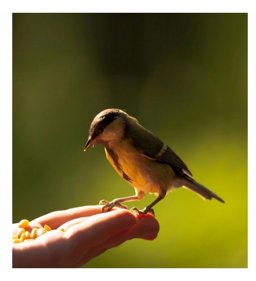 Small Bird Wallpaper Mobile Case Cover