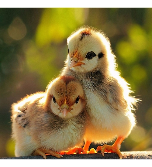 Beautiful Love Birds Mobile Case Cover