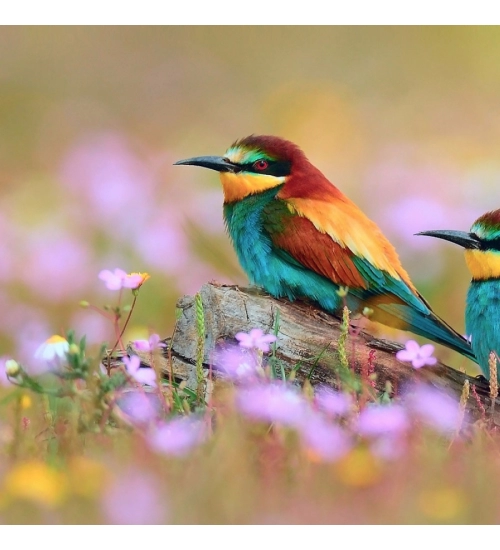 Colorful Bird with Abstract Background Mobile Case Cover