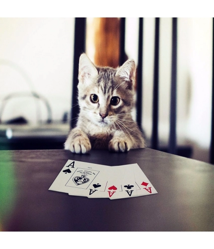 Cat Playing Poker Cards Mobile case cover