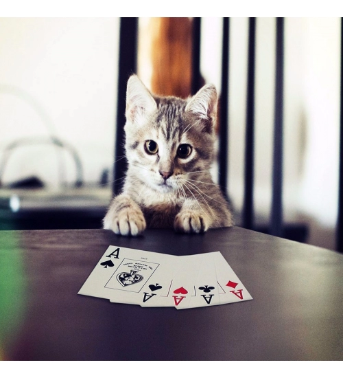 Cat Playing Poker Cards Mobile case cover