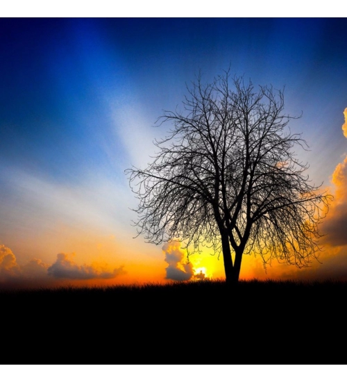 Nature Sunrise Effect Mobile Case Cover