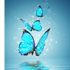 Butterfly and Star blinking Mobile Case Cover Butterfly and Star blinking Mobile Case Cover