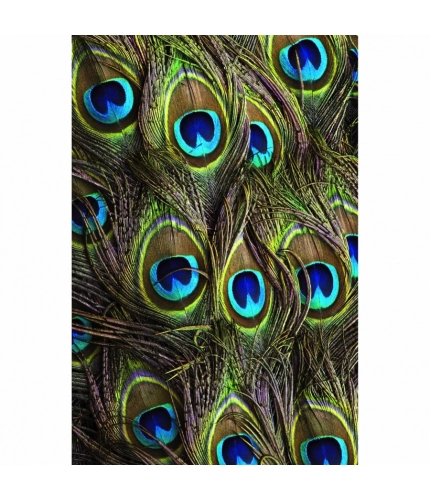 Beautiful Peocock Tail Mobile Case Cover Beautiful Peocock Tail Mobile Case Cover