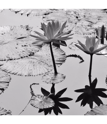 Black and White Lotus Wallpaper Mobile Case Cover Black and White Lotus Wallpaper Mobile Case Cover