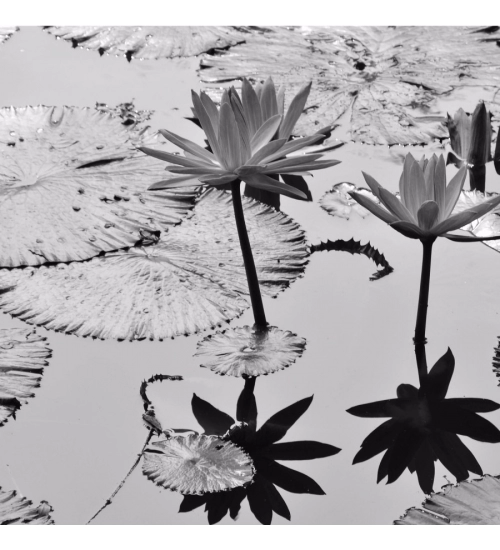Black and White Lotus Wallpaper Mobile Case Cover