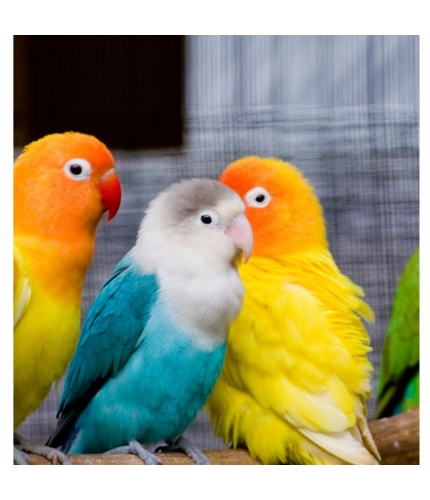 Beautiful Love Birds Mobile Case Cover
