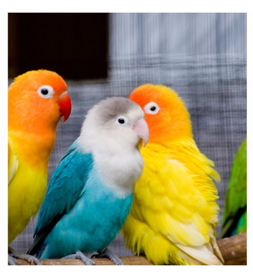 Beautiful Love Birds Mobile Case Cover