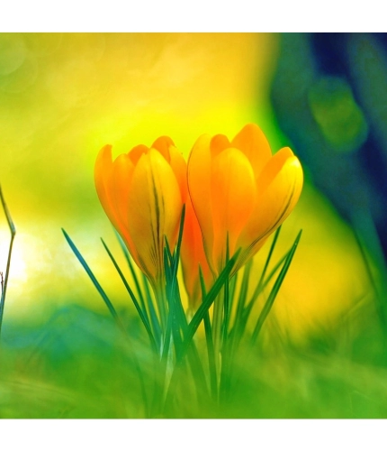 Yellow Crocus Flowers Wallpapers Mobile Case Cover