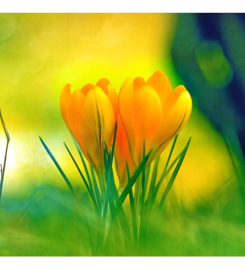 Yellow Crocus Flowers Wallpapers Mobile Case Cover Yellow Crocus Flowers Wallpapers Mobile Case Cover