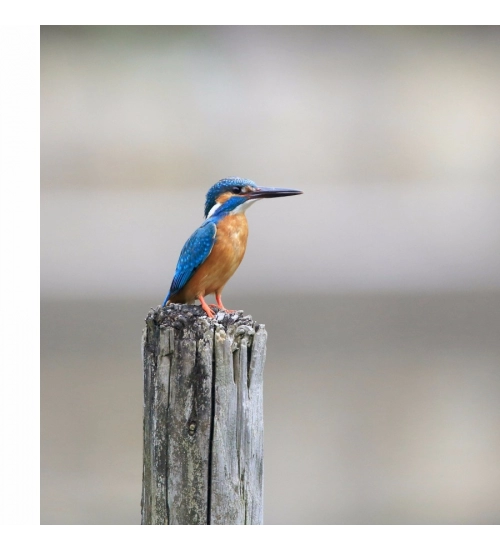 Bird Wallpaper Mobile Case Cover