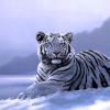 Tiger Mobile Case Cover Tiger Mobile Case Cover