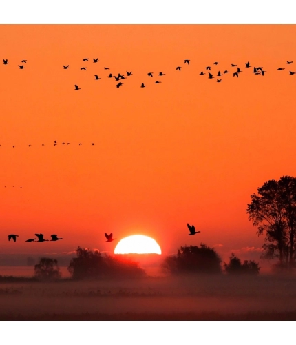 Sunrise with Birds Mobile Case Cover