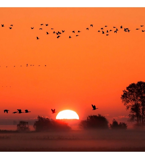 Sunrise with Birds Mobile Case Cover