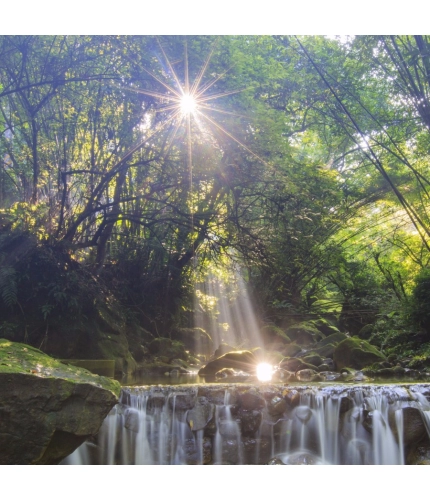 Forest Sunrise Wallpapers Mobile Case Cover