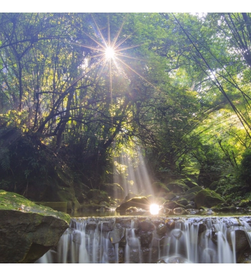 Forest Sunrise Wallpapers Mobile Case Cover