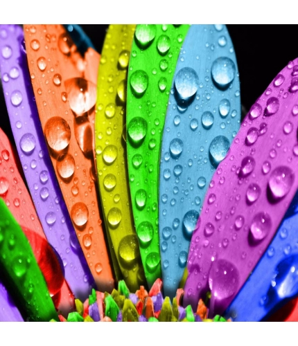 Different Color Leaves with waterdrops Mobile Case Cover Different Color Leaves with waterdrops Mobile Case Cover