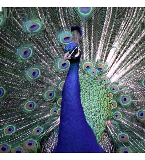 Beautiful peocock free wallpaper Mobile Case Cover