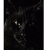 Dark Animal Mobile Case Cover Dark Animal Mobile Case Cover
