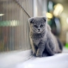 Cat wallpaper Mobile Case Cover Cat wallpaper Mobile Case Cover