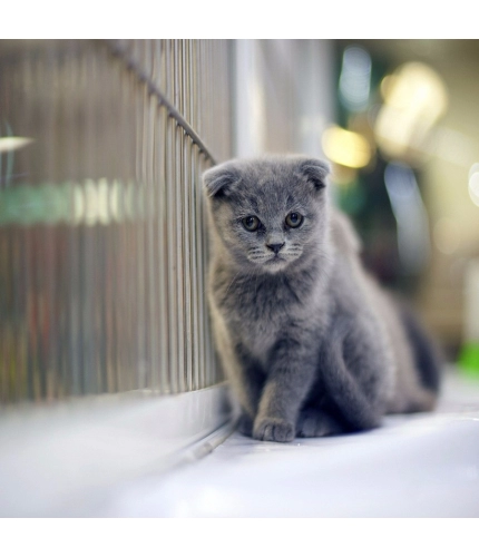 Cat wallpaper Mobile Case Cover