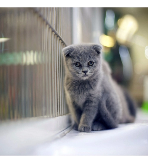 Cat wallpaper Mobile Case Cover