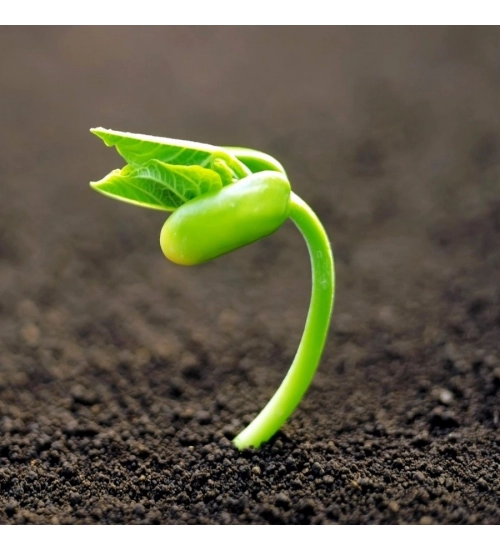 Green nature Background Mobile Case Cover