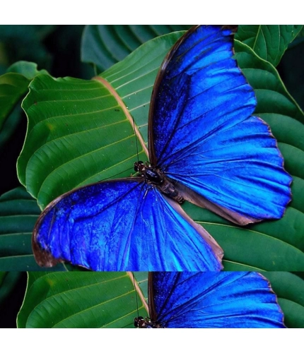 Beautiful Blue Color Butterfly Mobile Case Cover