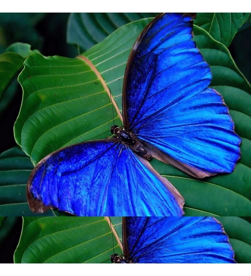 Beautiful Blue Color Butterfly Mobile Case Cover