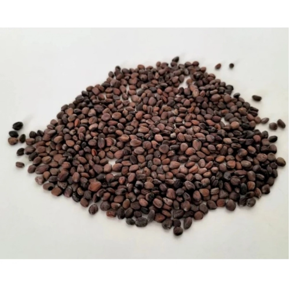 Sango Radish Microgreen Seeds – Quick Harvest, Suitable for Any Space